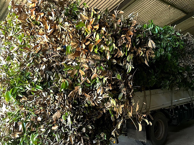 YONOTRAVELERS インセンス スティック